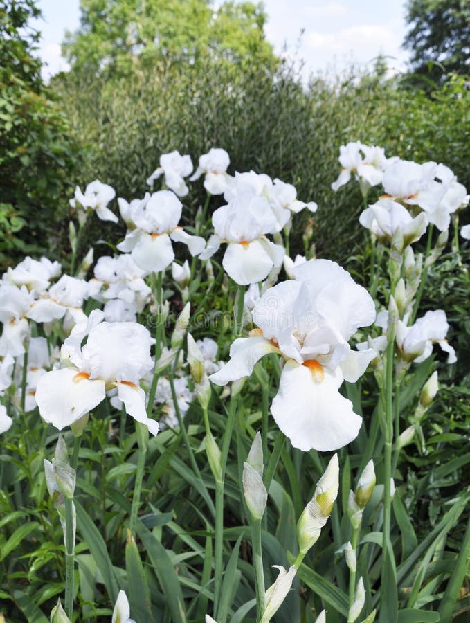 216 Iris Frost Stock Photos Free & RoyaltyFree Stock Photos from Dreamstime