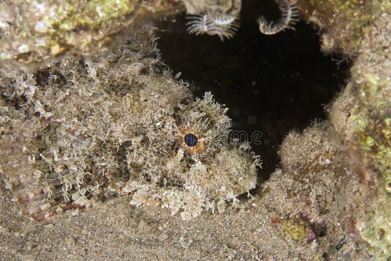 Bearded scorpionfish (scorpaenopsis barbatus)