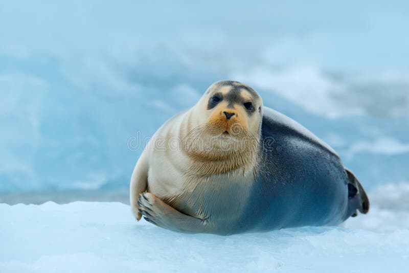 Bearded seal on blue and white ice in Arctic Russia, with lift up fin