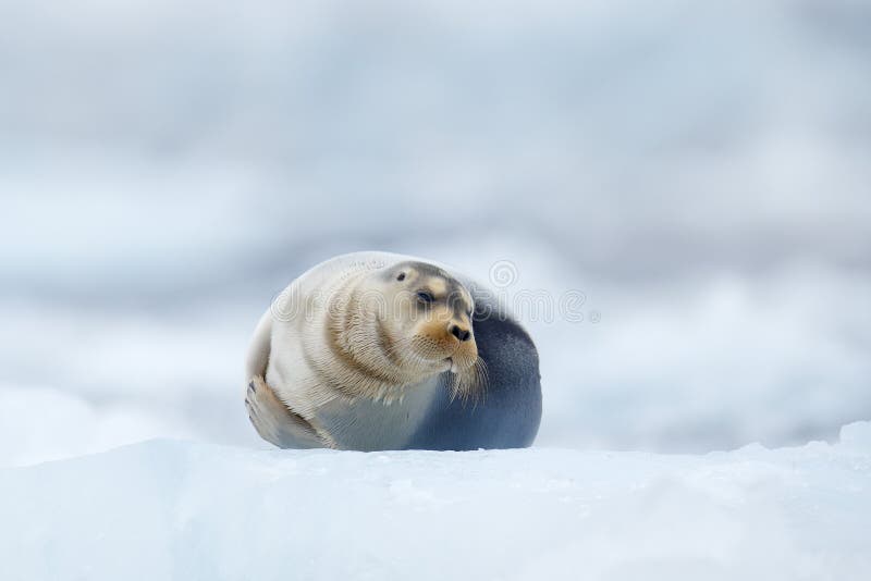 Bearded Seal On Blue And White Ice In Arctic Svalbard With Lift Up Fin 大自然中的野生动物库存图片 图片包括有