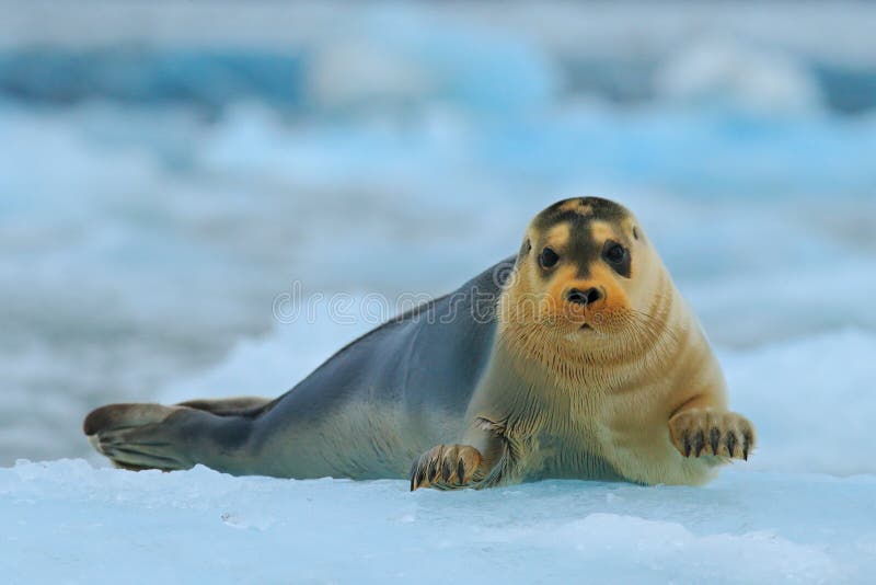 Bearded seal on blue and white ice in arctic Svalbard, with lift up fin