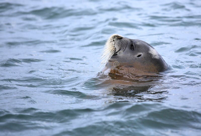 Bearded seal sleeping in the water