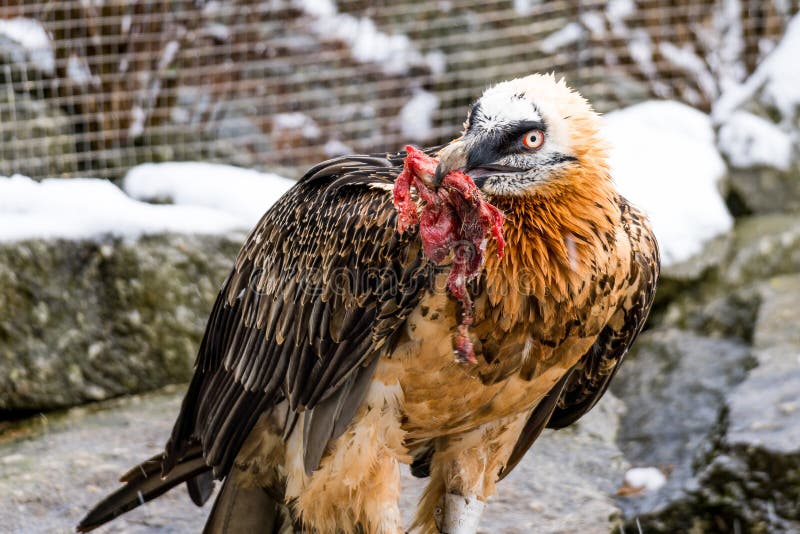 225 Animal Dead Eating Vulture Stock Photos - Free & Royalty-Free Stock  Photos from Dreamstime