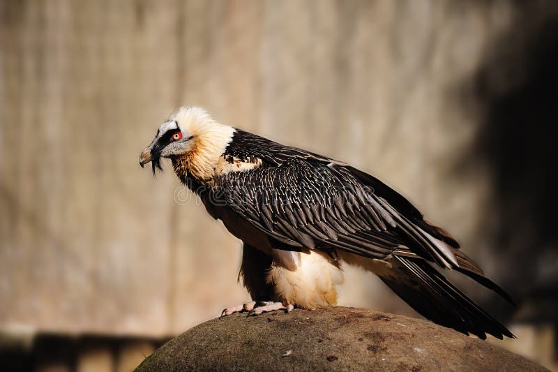 Bearded Vulture (Gypaetus barbatus)