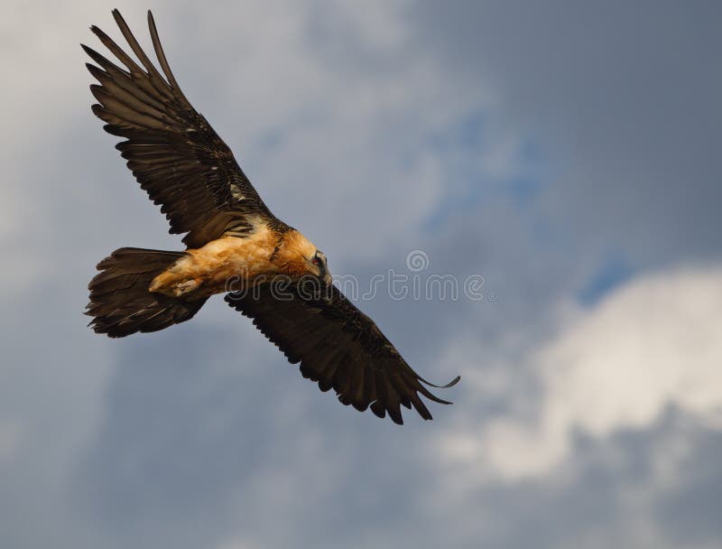 Bearded Vulture observing