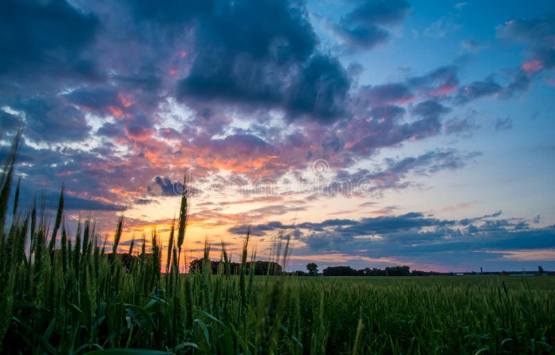 Bearded wheat against a prairie sunset