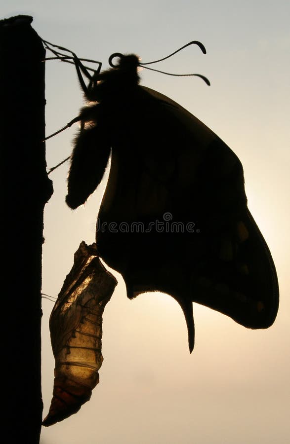 Bearing of Butterfly. Swallowtail