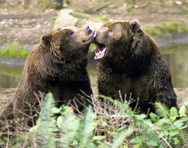 Happy Brown Bears playing together wildlife