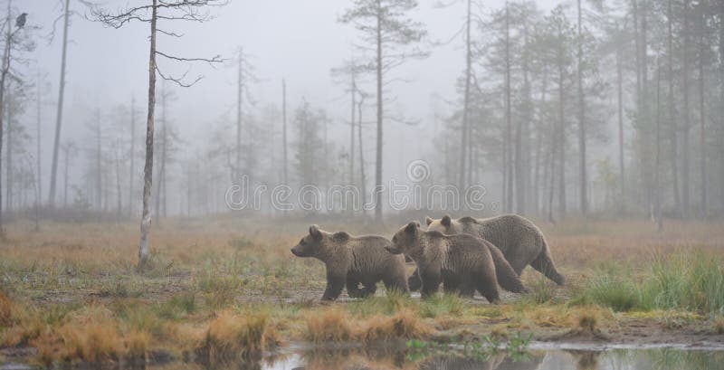 Bears in the autumn mist