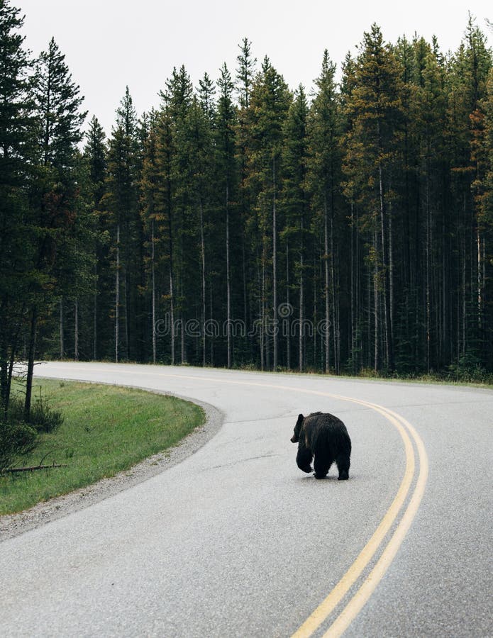 Bears at Banff National Park Stock Photo Image of calm, route 79660888