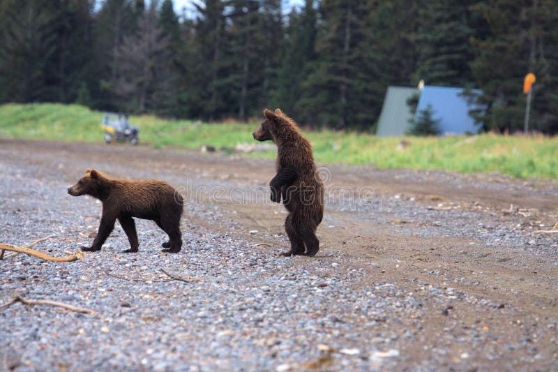 Bear cub standing tall and watching his Momma