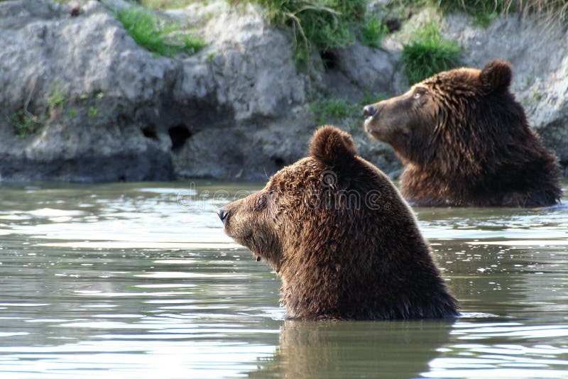 Bears in the lake