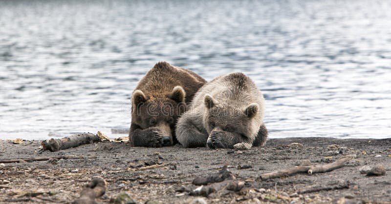 Bears and mosquitoes