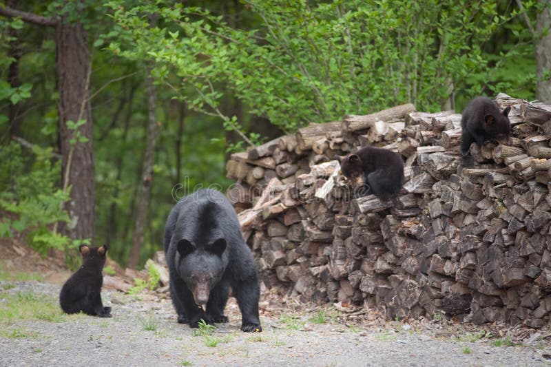 Bears on the wood pile