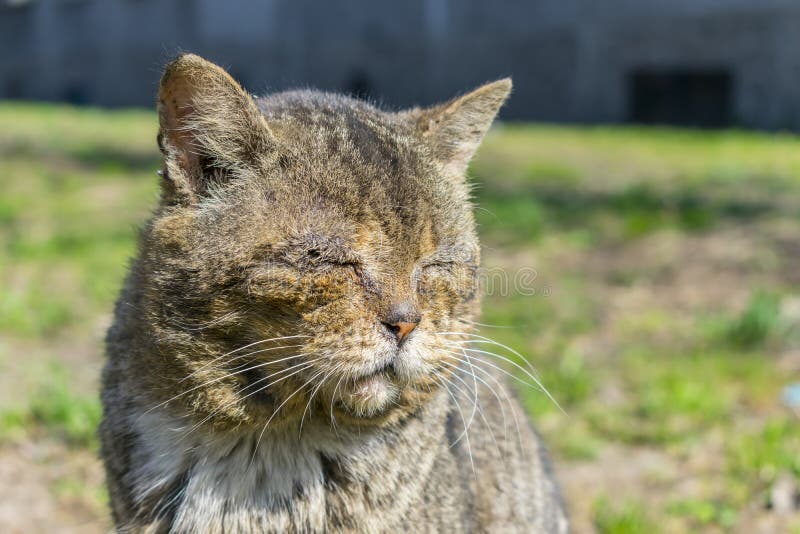 A beaten old street cat without an eye, a blind man sits on the street. Homeless feral cat with mutilations