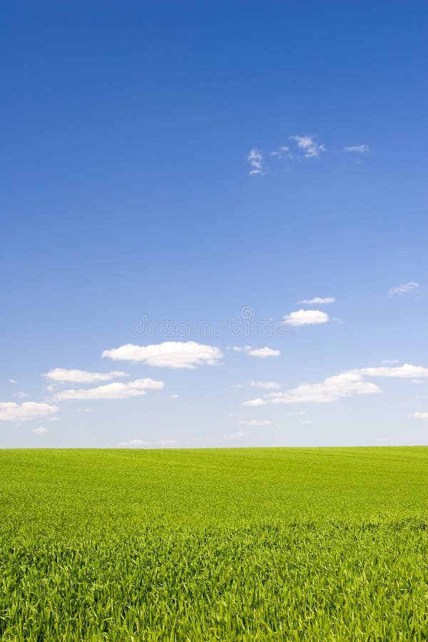 Beatiful green grass and blue sky