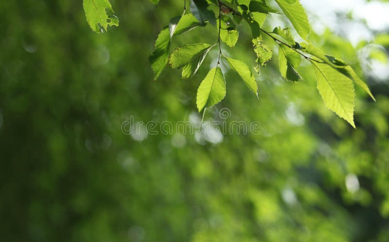 Beatiful green natural background