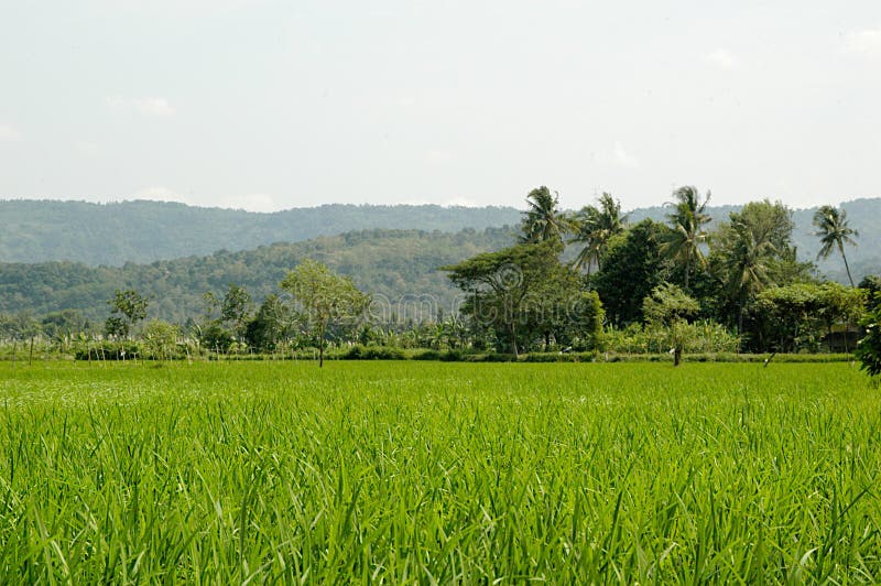 Beatifull Rice field