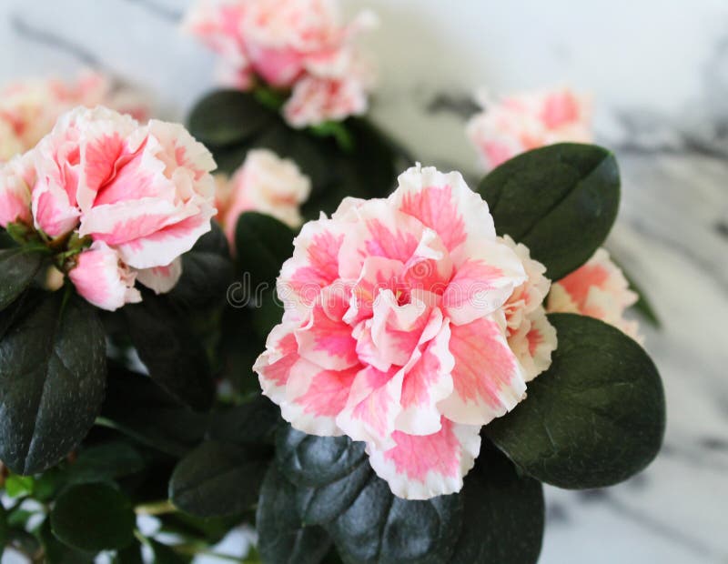 Beatuiful-Rhododendronazalee lizenzfreies stockbild