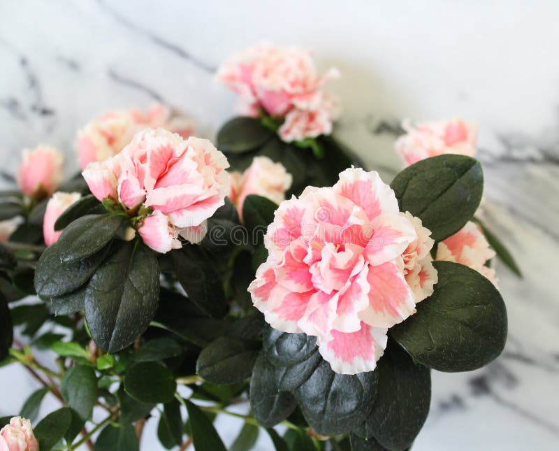 Beatuiful-Rhododendronazalee. Eine schöne Rhododendronazalee mit Marmorhintergrund