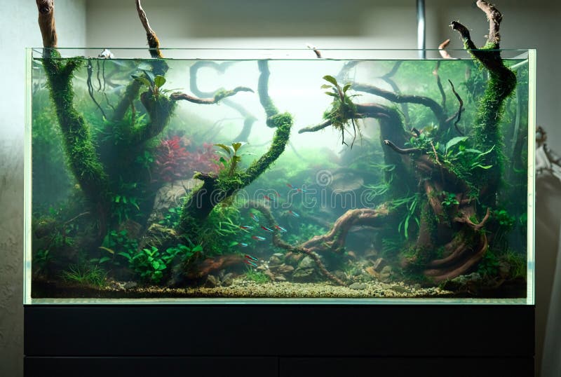 Beau Aquascape D'eau Douce Avec Plantes D'aquarium Vivants Image stock -  Image du centrales, aquarium: 261185665