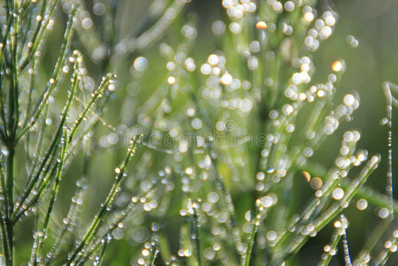 Beau bokeh lumineux sensible des boules de rosée sur un champ d'été d'été avec la queue de cheval image stock Beau bokeh lumineux sensible des boules de rosée sur un champ d'été d'été avec la queue de cheval image stock