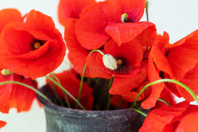 Beautiful bouquet of red poppies in a jug of poppy flower. Close-up. May 8 is the day of remembrance and reconciliation. Beautiful bouquet of red poppies in a jug of poppy flower. Close-up. May 8 is the day of remembrance and reconciliation.