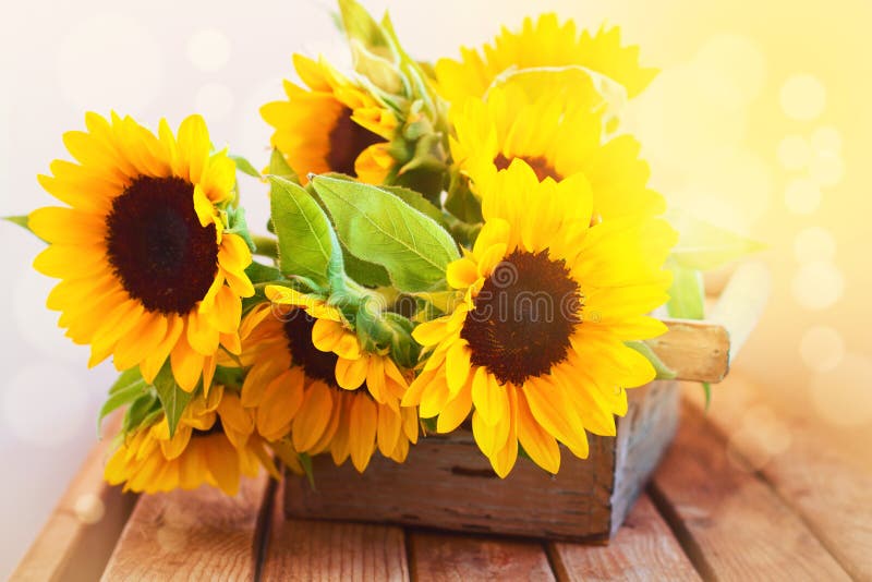 Beau bouquet de tournesol dans le cadre en bois images libres de droits