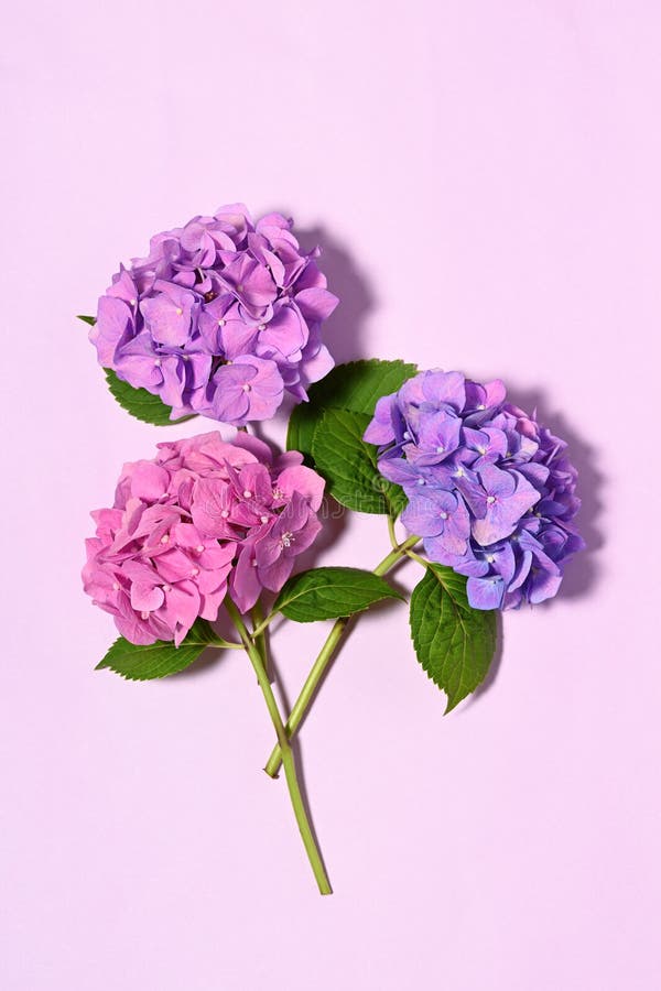 Beau bouquet hydrangea photos stock