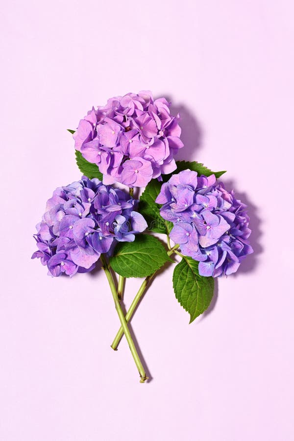 Beau bouquet hydrangea images libres de droits