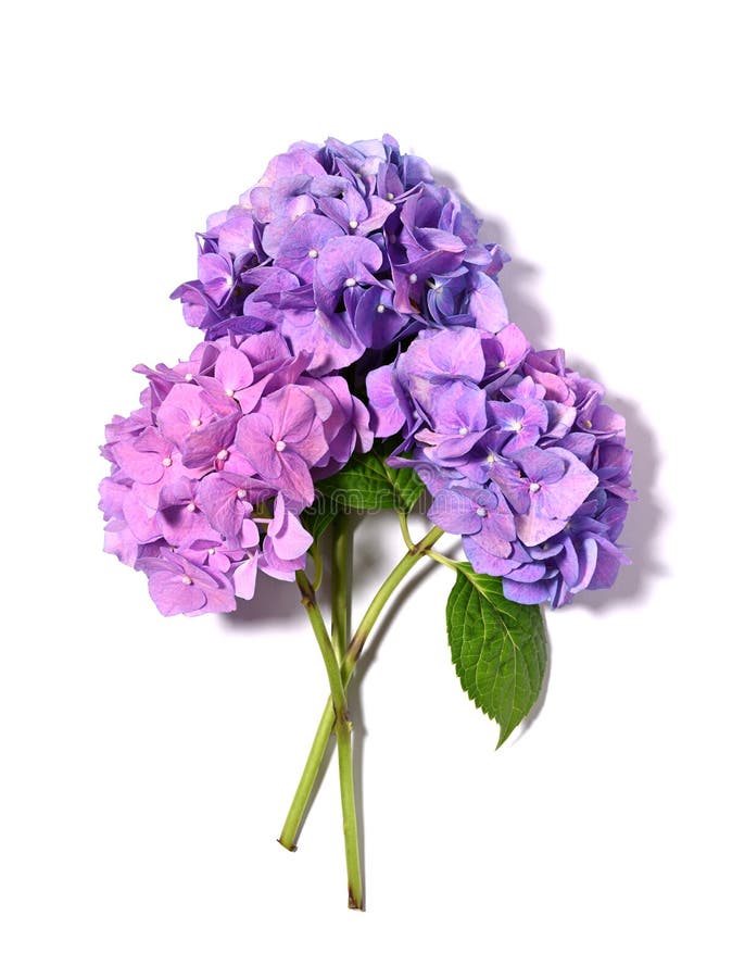 Beau bouquet hydrangea photographie stock libre de droits