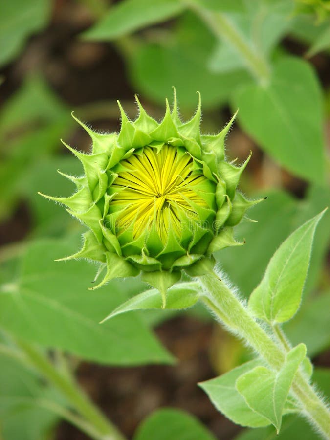 Beau bourgeon de tournesol images libres de droits