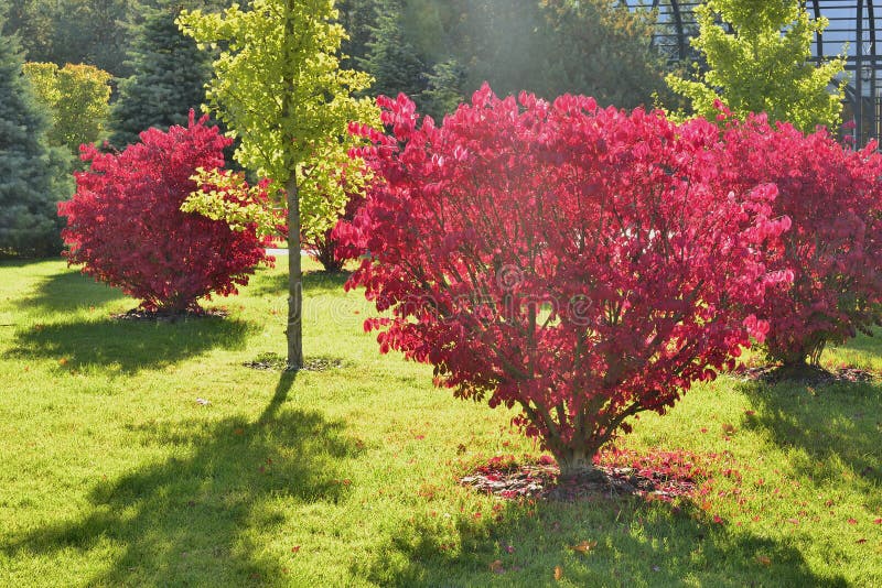 Beau Buisson En Parc D'automne Photo stock Image du herbe, végétation