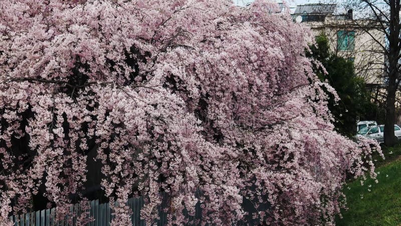 Beau cerisier en pleine floraison au printemps clips vidéos