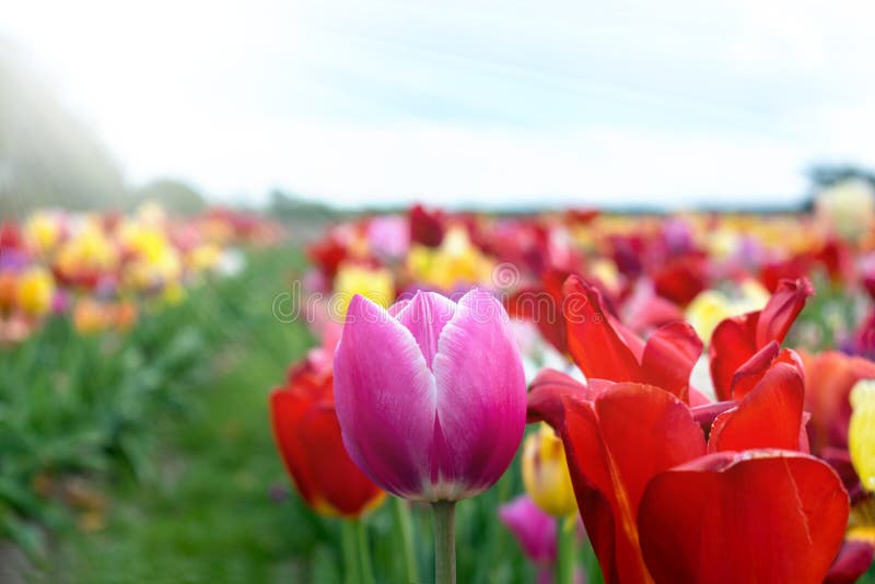 Beau champ de tulipes aux Pays-Bas photographie stock libre de droits Beau champ de tulipes aux Pays-Bas photographie stock libre de droits