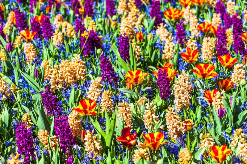 Beau champ floral vif en Hollande photo libre de droits Beau champ floral vif en Hollande photo libre de droits