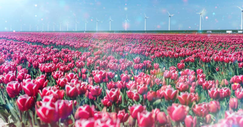 Beau champ rouge de tulipe aux Pays-Bas photos libres de droits Beau champ rouge de tulipe aux Pays-Bas photos libres de droits
