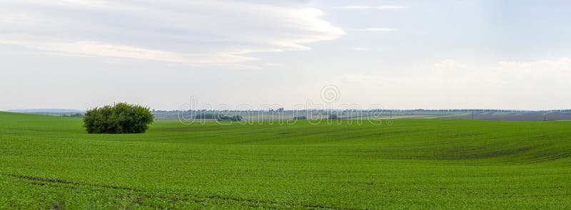Beau champ vert panoramique images libres de droits Beau champ vert panoramique images libres de droits