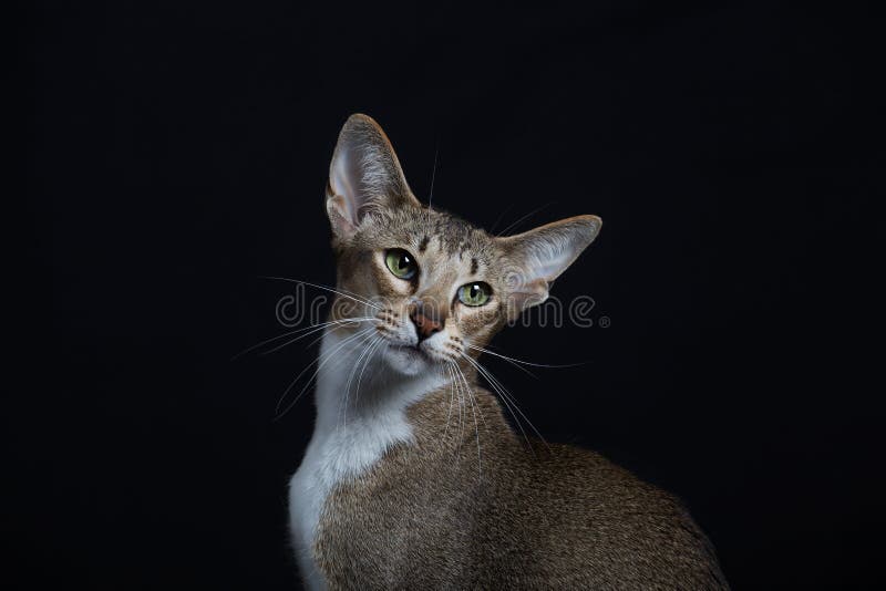Beau Chat Avec De Grandes Oreilles Photo Stock Image Du Fortune Caresse Beau Chat Avec De Grandes Oreilles Photo Stock Image Du Fortune Caresse