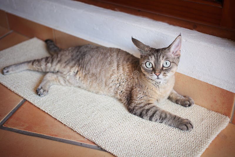 Beau chat de rex du Devon sur le conseil de éraflure image libre de droits Beau chat de rex du Devon sur le conseil de éraflure image libre de droits