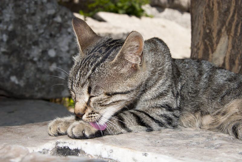 Beau chat domestique de chat photo stock Beau chat domestique de chat photo stock