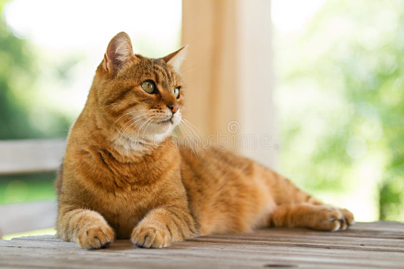 Beau chat rouge sur la table en bois image libre de droits Beau chat rouge sur la table en bois image libre de droits