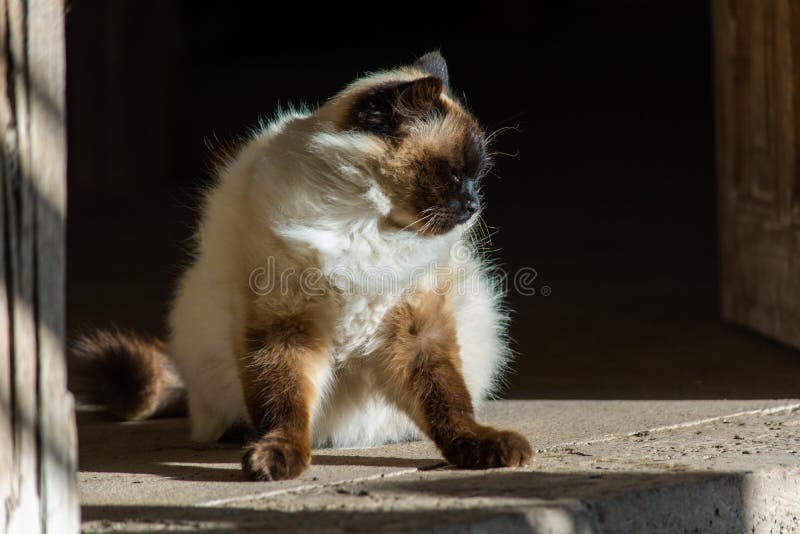 Chat Siamois Himalayen Sur Les Epaules Image Stock Image Du Nature Centrale