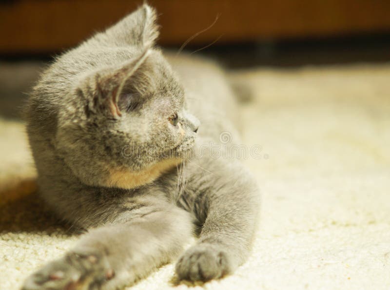 Beau chat écossais gris avec les yeux jaunes se trouvant sur le tapis photos stock Beau chat écossais gris avec les yeux jaunes se trouvant sur le tapis photos stock