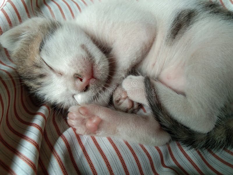 Belle Image Mignonne De Chat De Bebe Photo Stock Image Du Chat Favori Belle Image Mignonne De Chat De Bebe Photo Stock Image Du Chat Favori