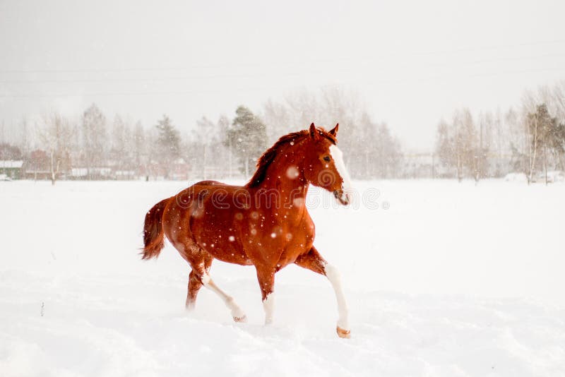 Beau cheval de châtaigne fonctionnant librement dans la neige image stock Beau cheval de châtaigne fonctionnant librement dans la neige image stock