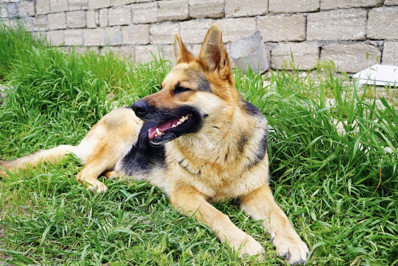 Beau chien de berger allemand se trouvant sur l'herbe verte photo libre de droits Beau chien de berger allemand se trouvant sur l'herbe verte photo libre de droits