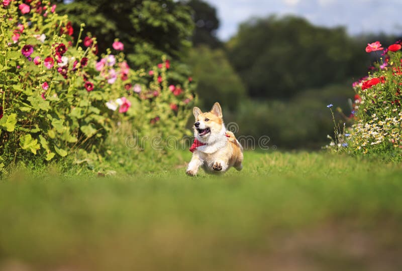 Beau chien de chiot amusant, le Corgi rouge dans une écharpe rouge amusant courir sur une fleur verte de prés en sortant sa langu photographie stock Beau chien de chiot amusant, le Corgi rouge dans une écharpe rouge amusant courir sur une fleur verte de prés en sortant sa langu photographie stock