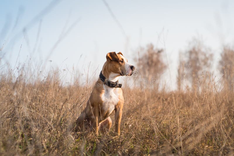 Beau chien de terrier du Staffordshire dans l'herbe au coucher du soleil image stock Beau chien de terrier du Staffordshire dans l'herbe au coucher du soleil image stock