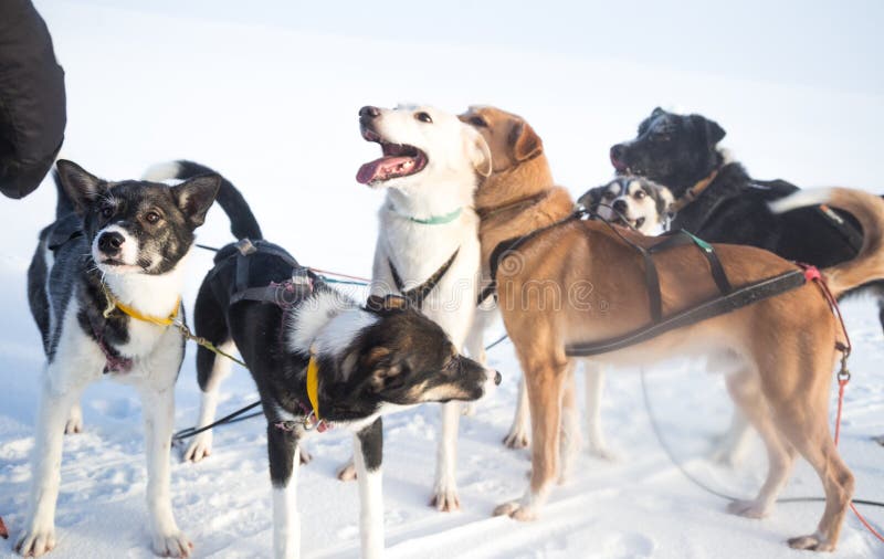 Beau chien enroué d'Alaska appréciant un jour ensoleillé en hiver photographie stock